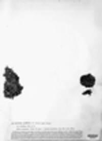 Bacidia rubella image